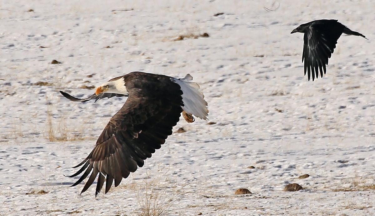 Bald Eagle and Raven
